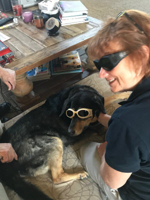 Sadie getting cold laser therapy